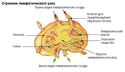 строение лимфоузла